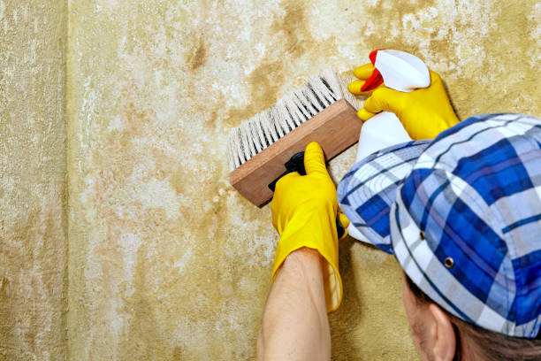 Trusted Corrigan, TX Mold Removal Experts