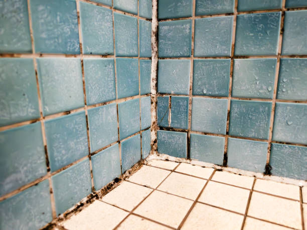 Best Industrial Mold Remediation  in Corrigan, TX